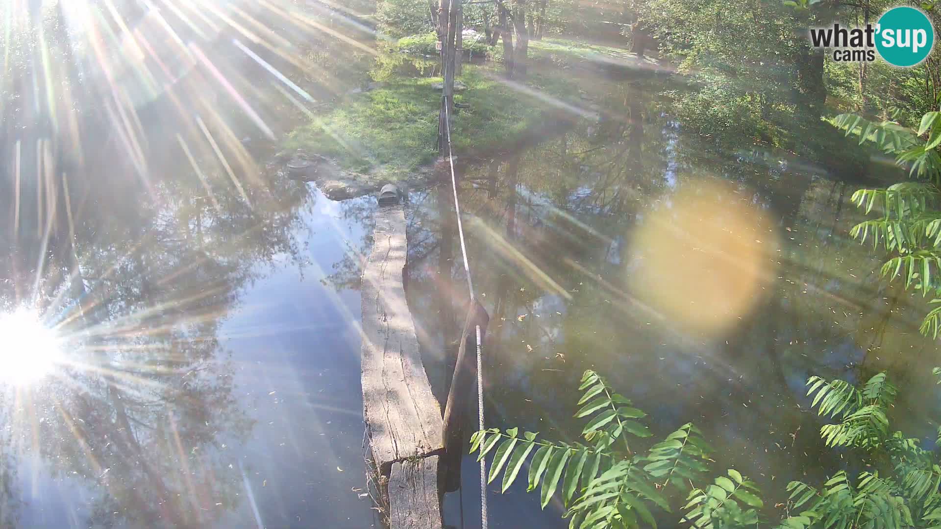 Lémur rufo blanco y negro – Ljubljana Zoo en vivo