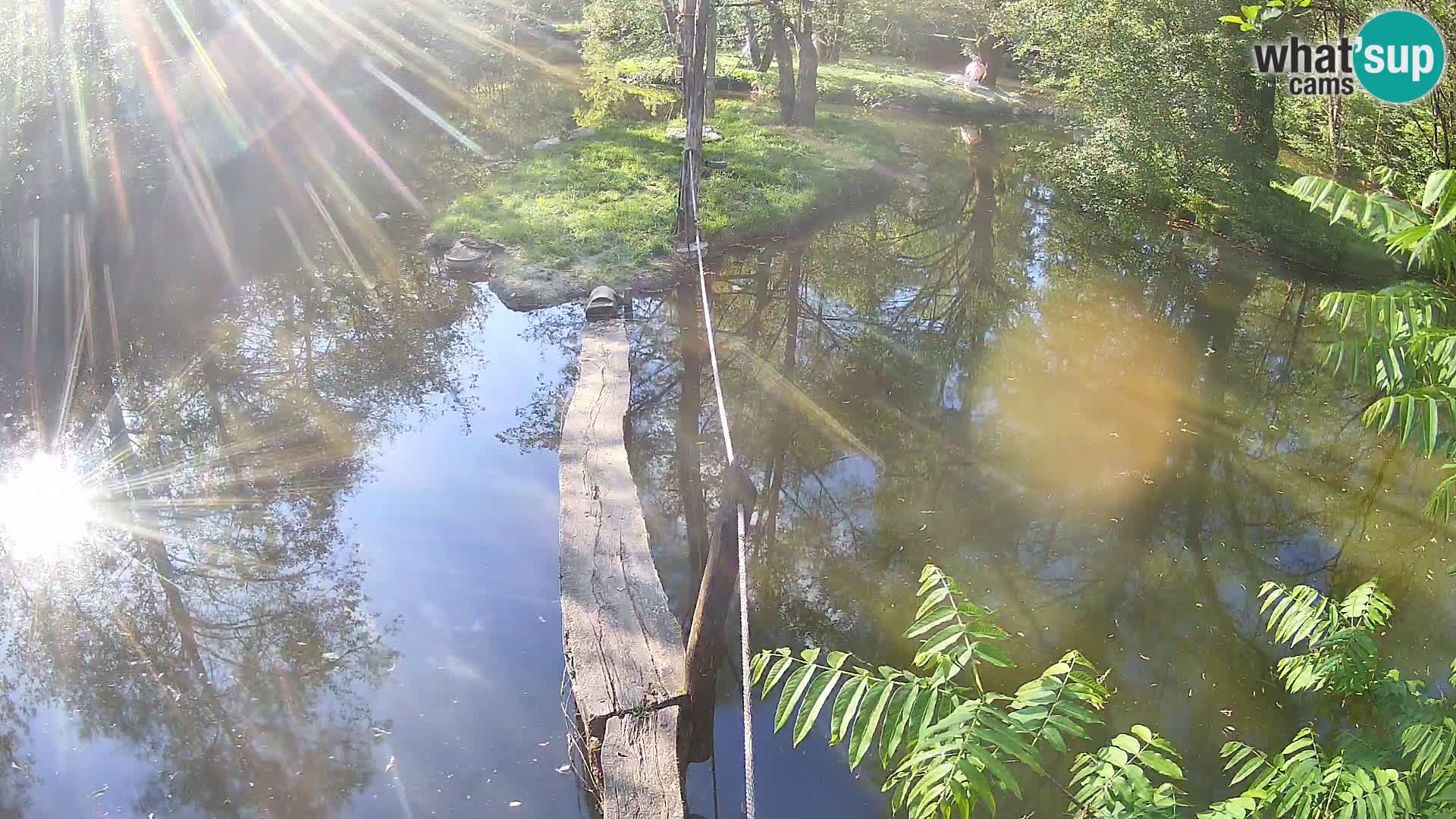 Vari bianconero Zoo Ljubljana webcam