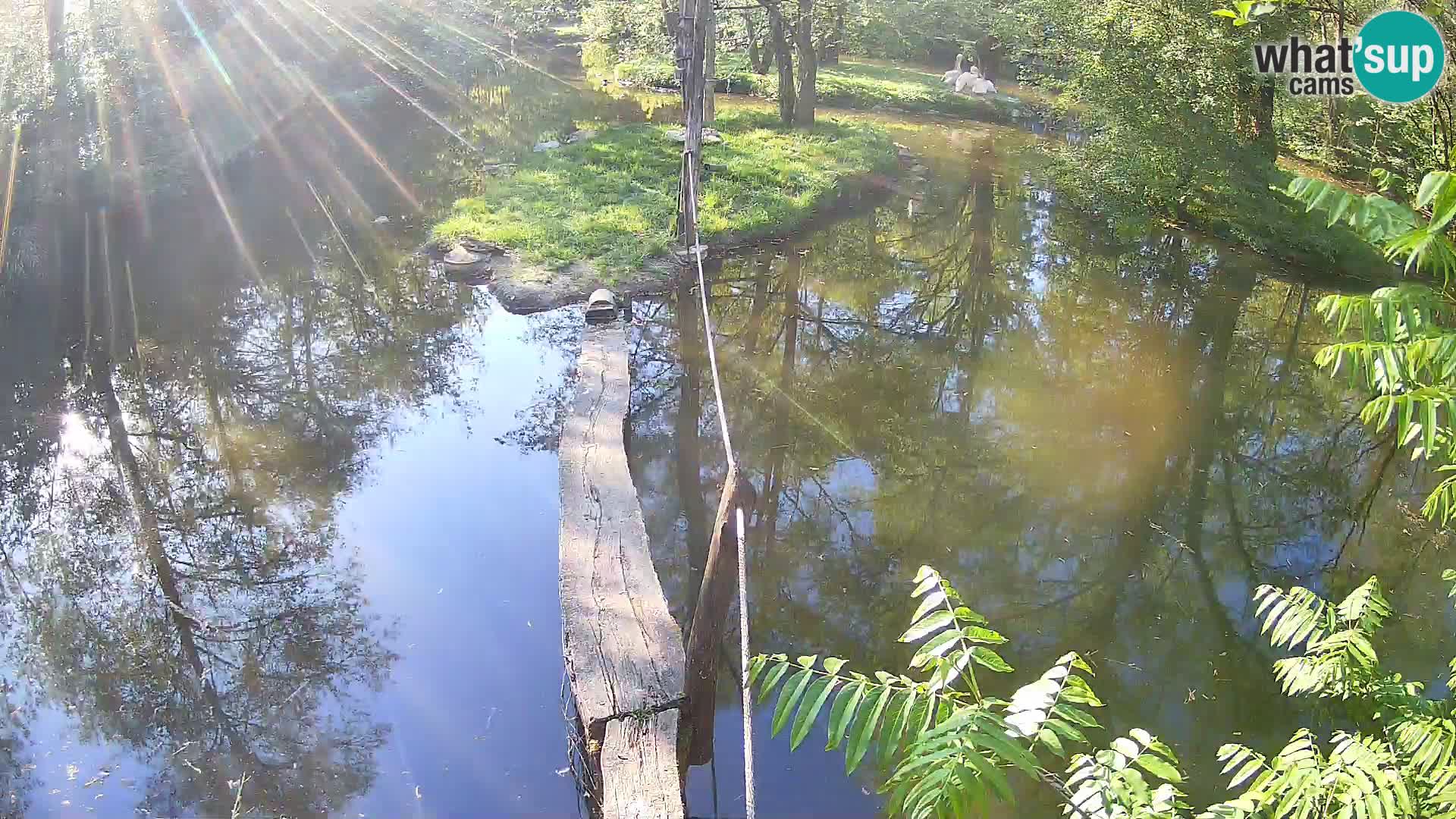 Black and white ruffed lemur Ljubljana Zoo live cam