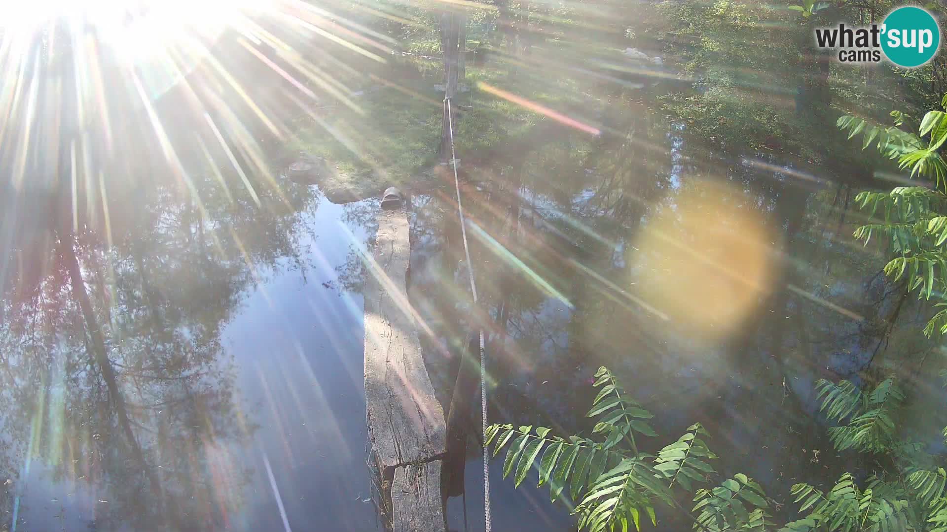 Vari bianconero Zoo Ljubljana webcam