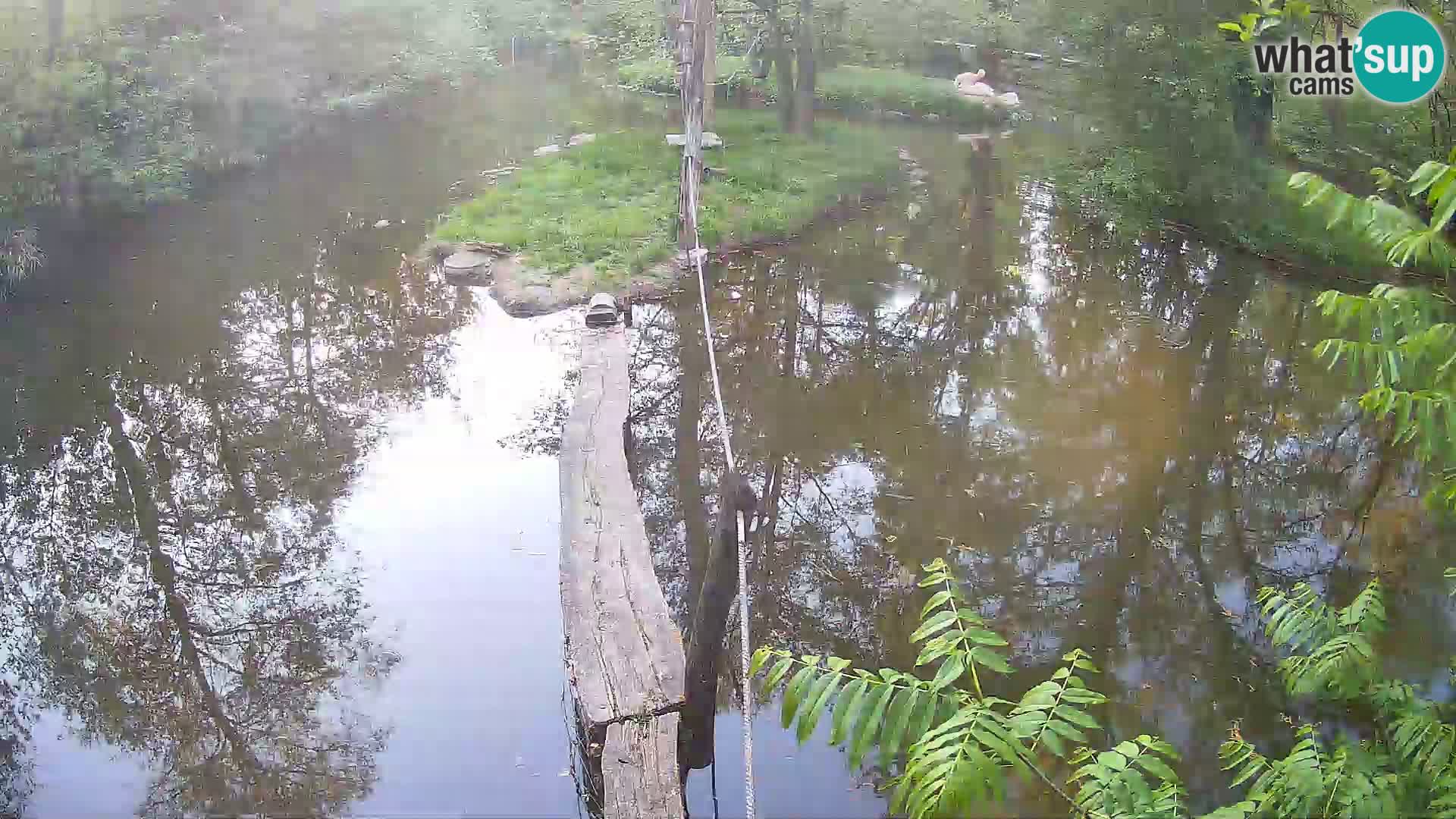 Vari bianconero Zoo Ljubljana webcam