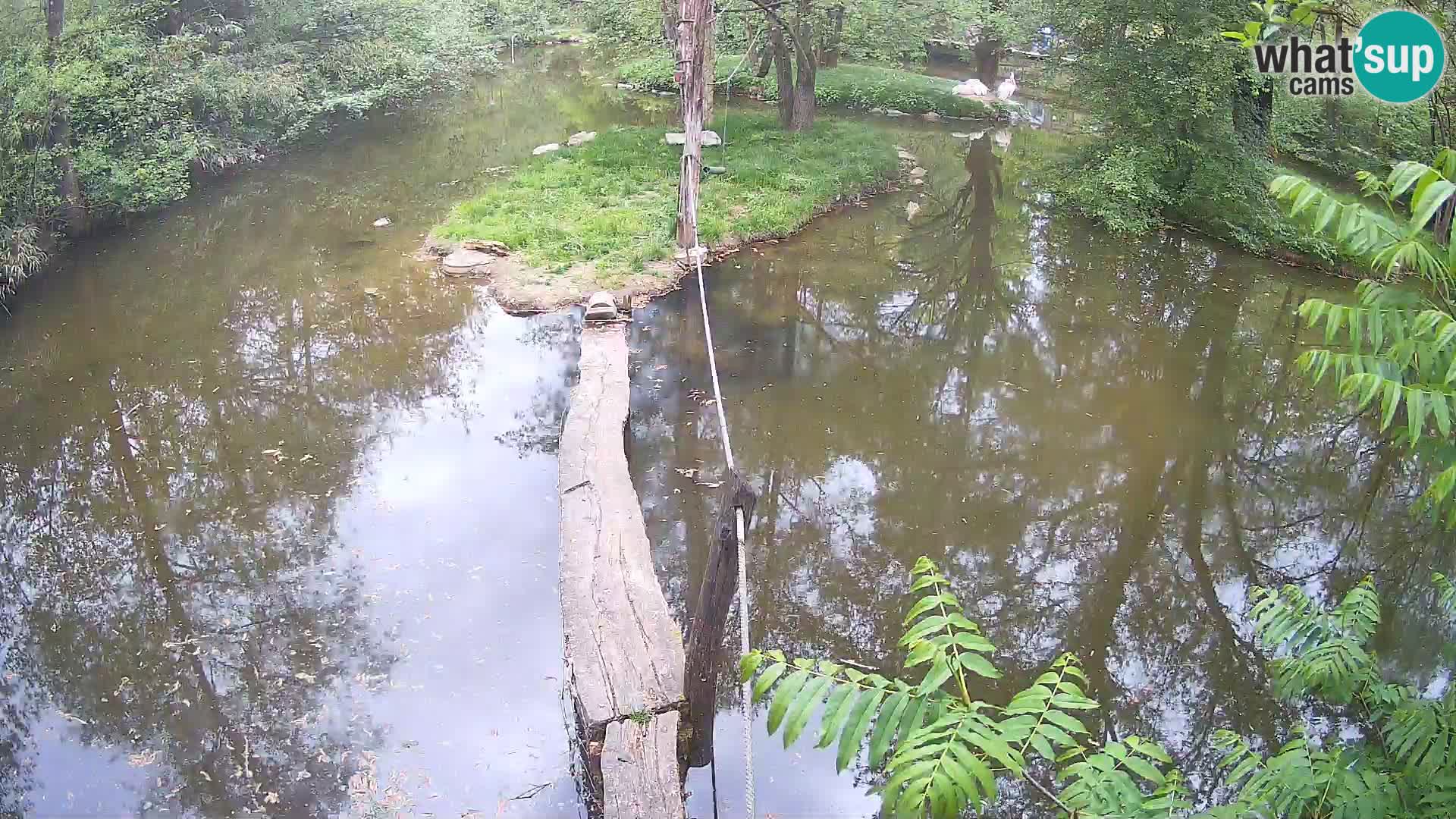 Schwarzweiße Vari Zoo Ljubljana webcam