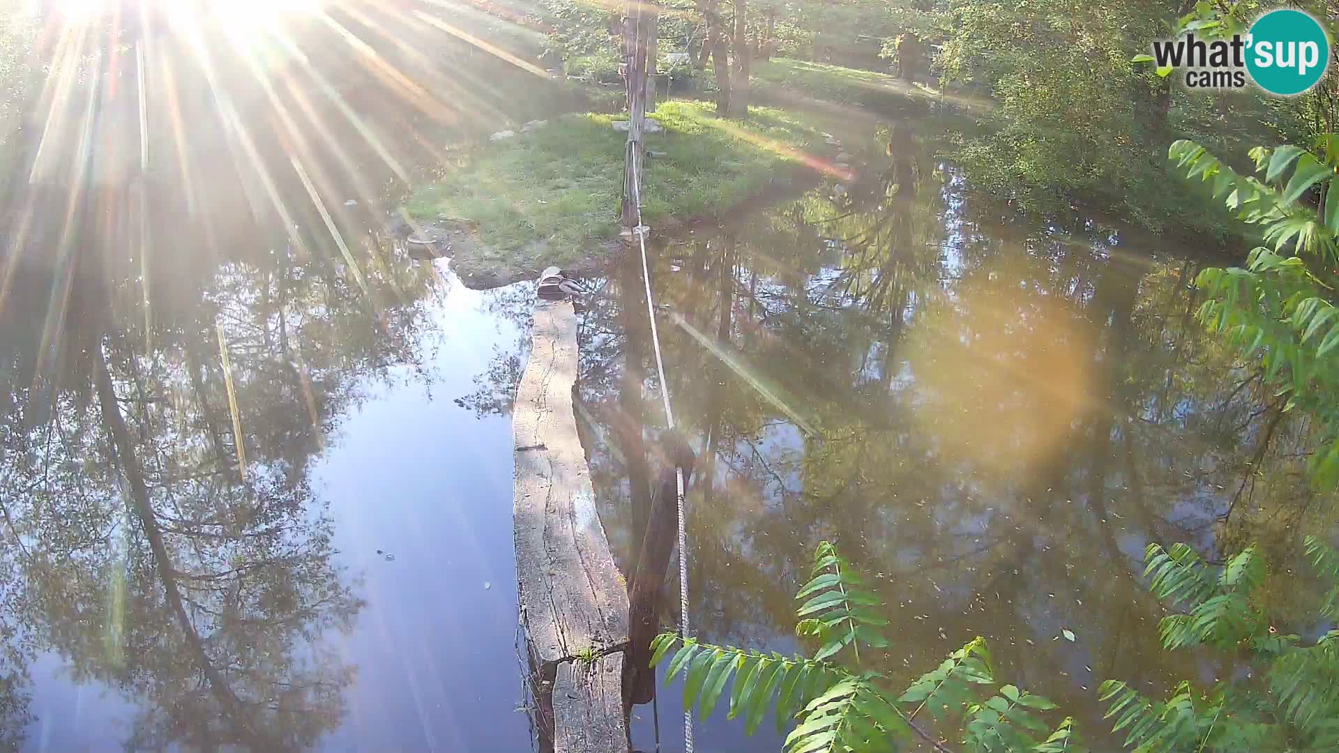 Vari bianconero Zoo Ljubljana webcam