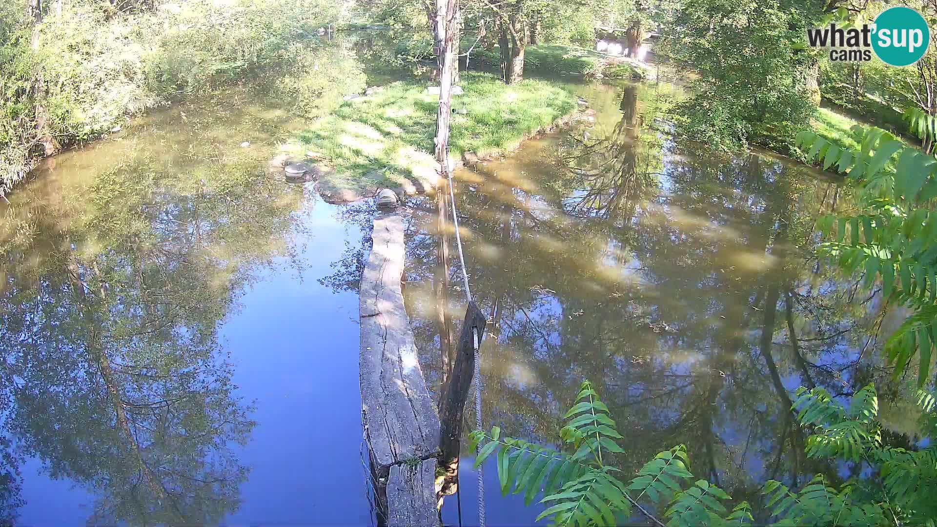 Schwarzweiße Vari Zoo Ljubljana webcam