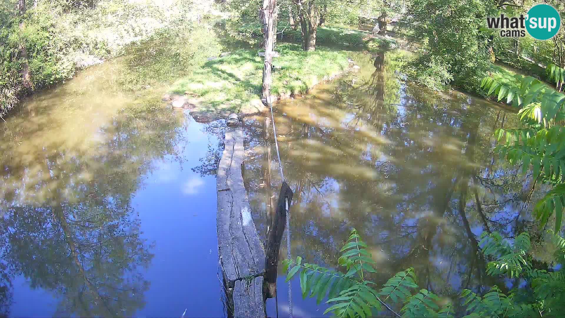 Navadni vari u živo – Ljubljana zoo