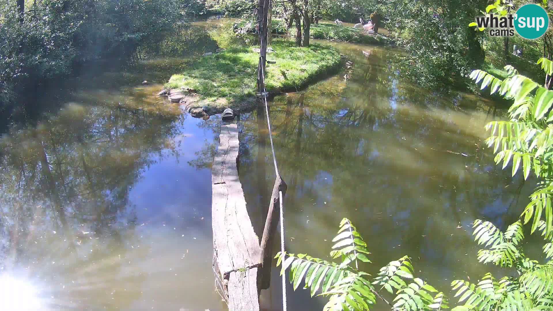 Vari noir et blanc – Ljubljana ZOO  livecam
