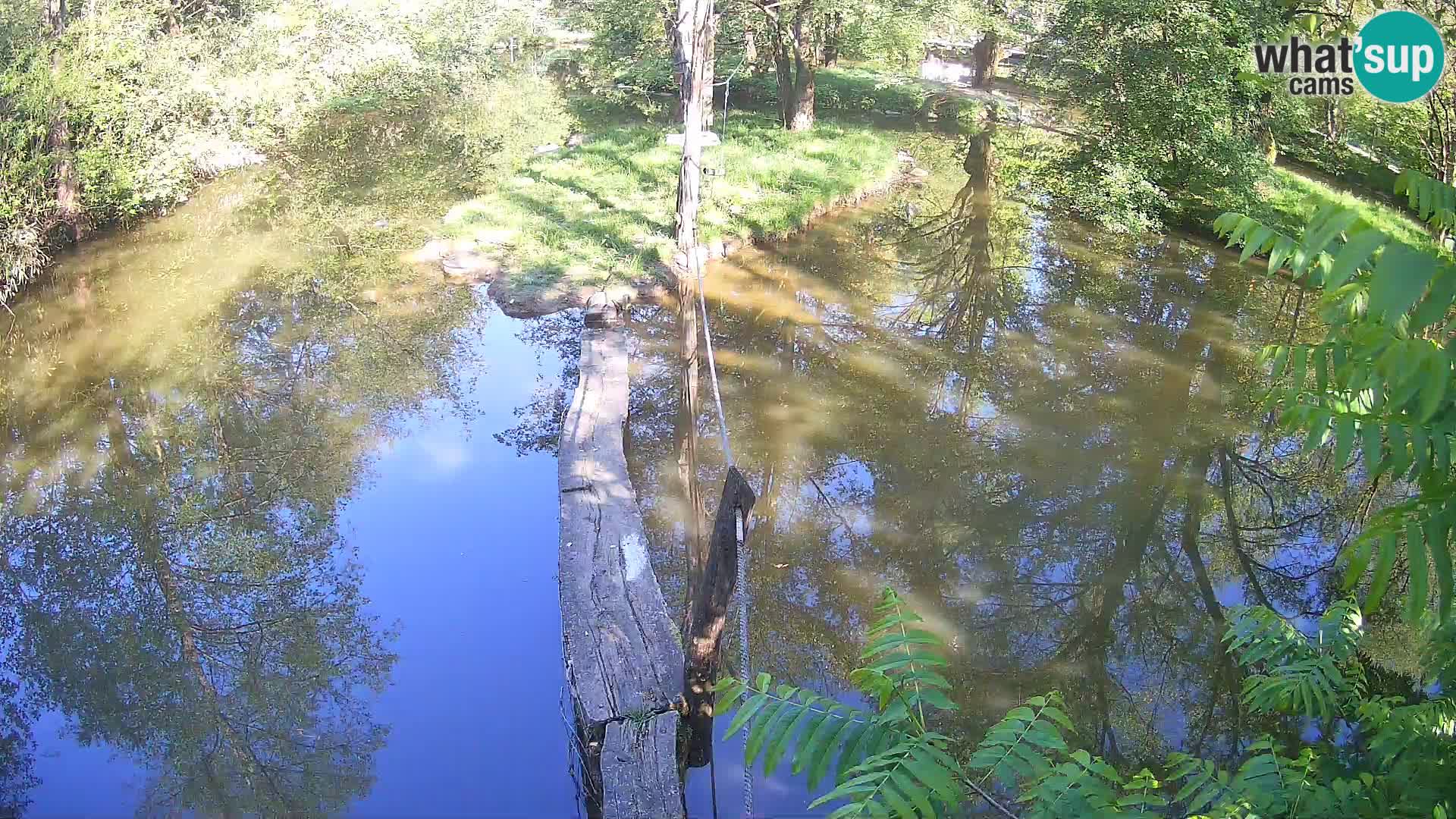 Vari noir et blanc – Ljubljana ZOO  livecam