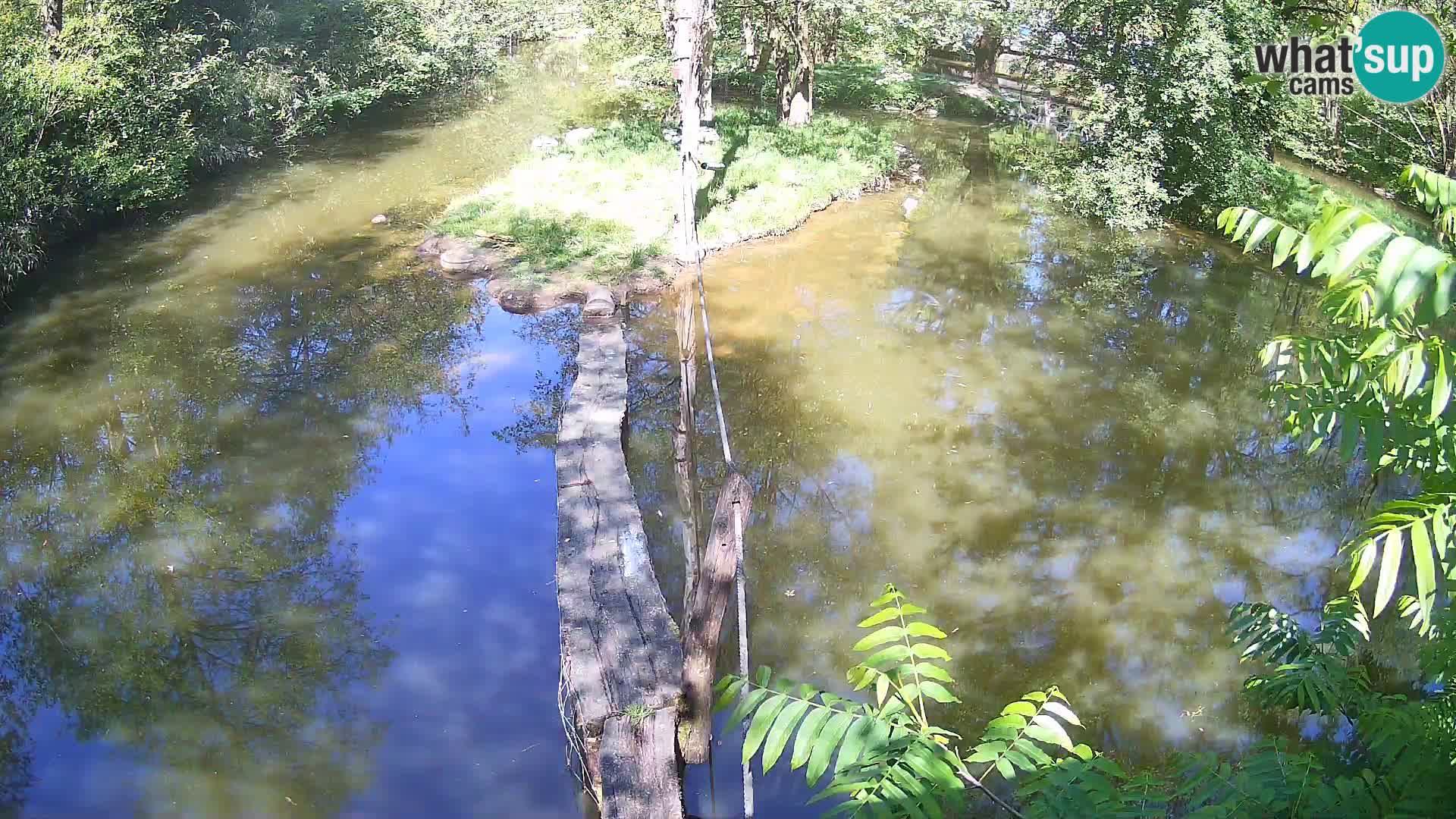 Vari bianconero Zoo Ljubljana webcam