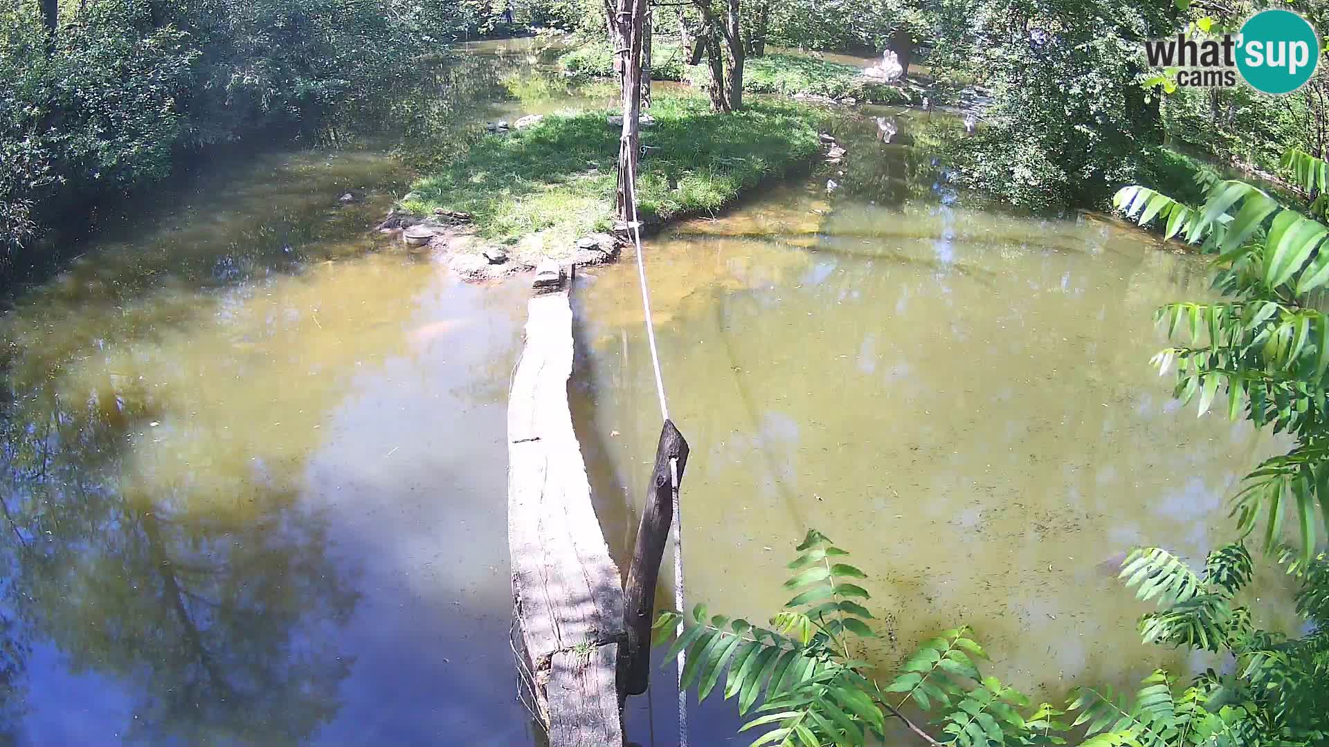 Schwarzweiße Vari Zoo Ljubljana webcam