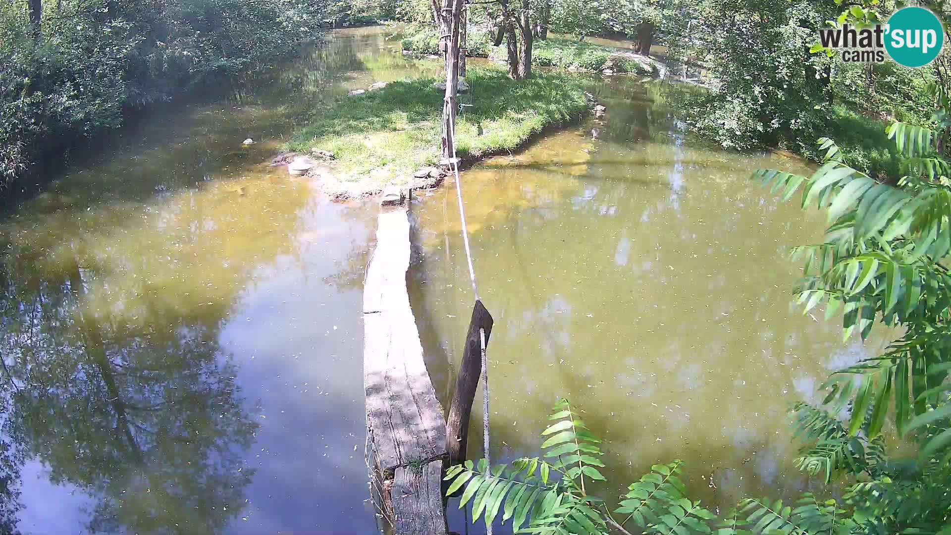 Black and white ruffed lemur Ljubljana Zoo live cam