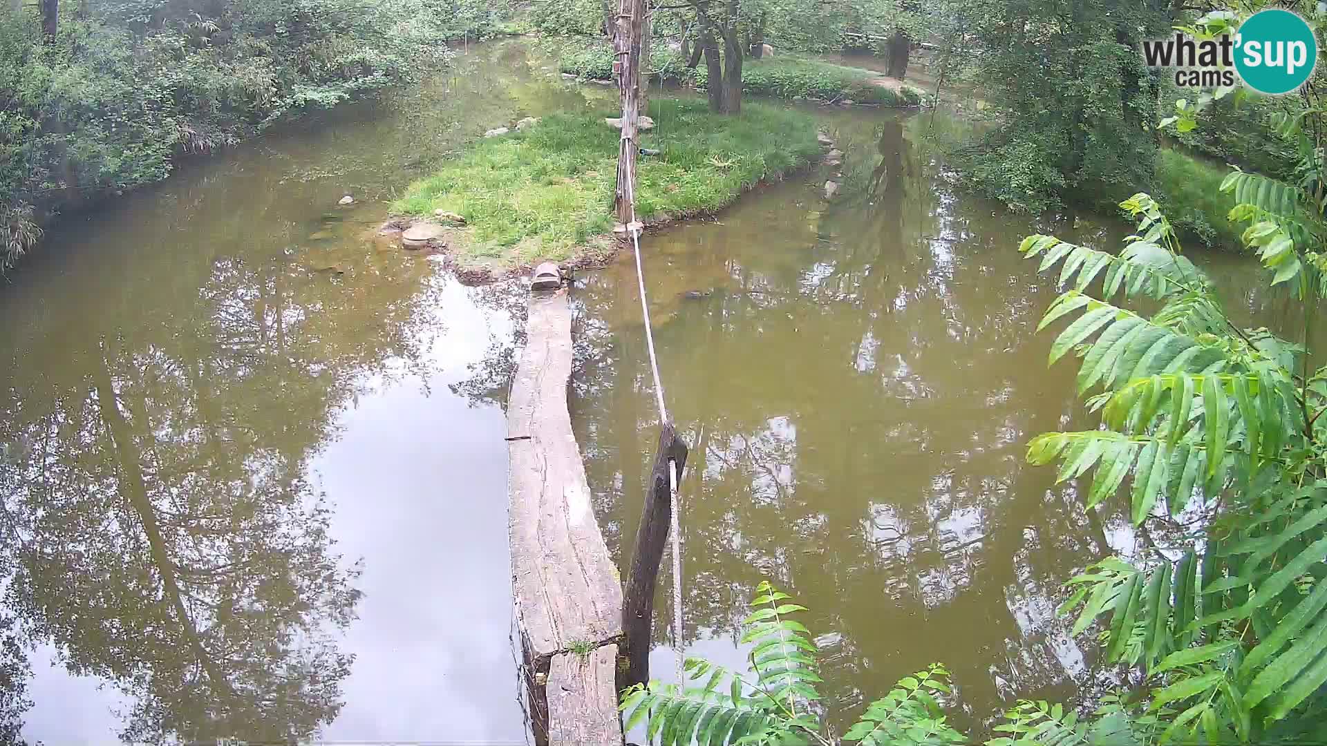Vari bianconero Zoo Ljubljana webcam