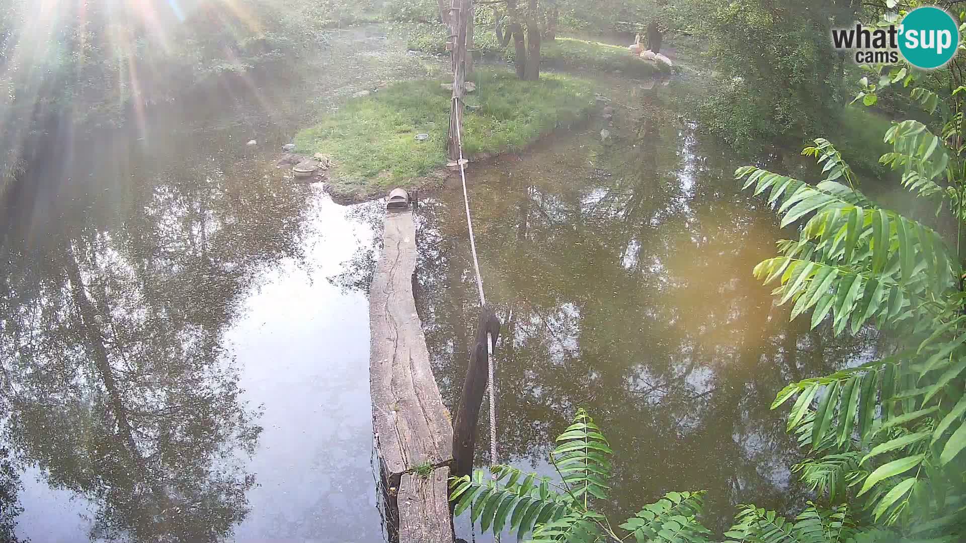 Black and white ruffed lemur Ljubljana Zoo live cam