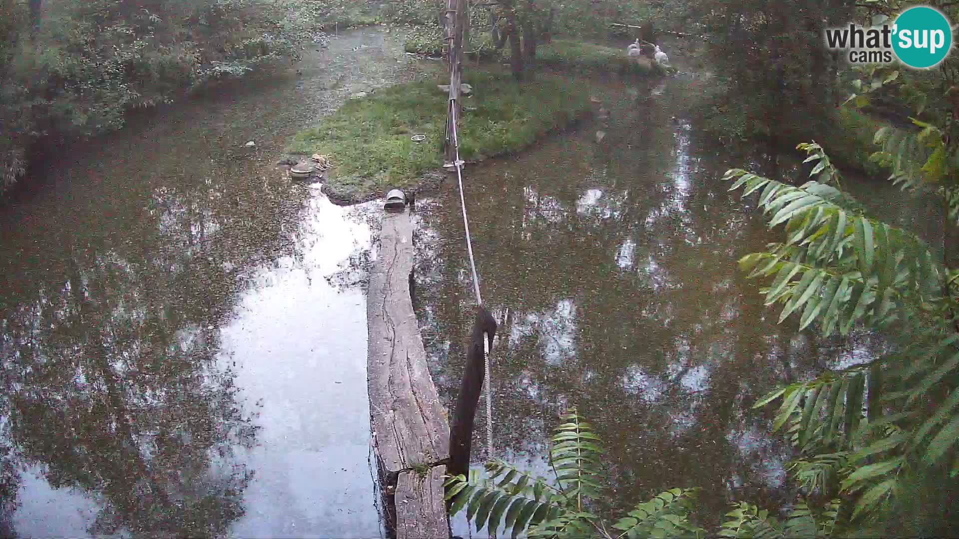 Black and white ruffed lemur Ljubljana Zoo live cam