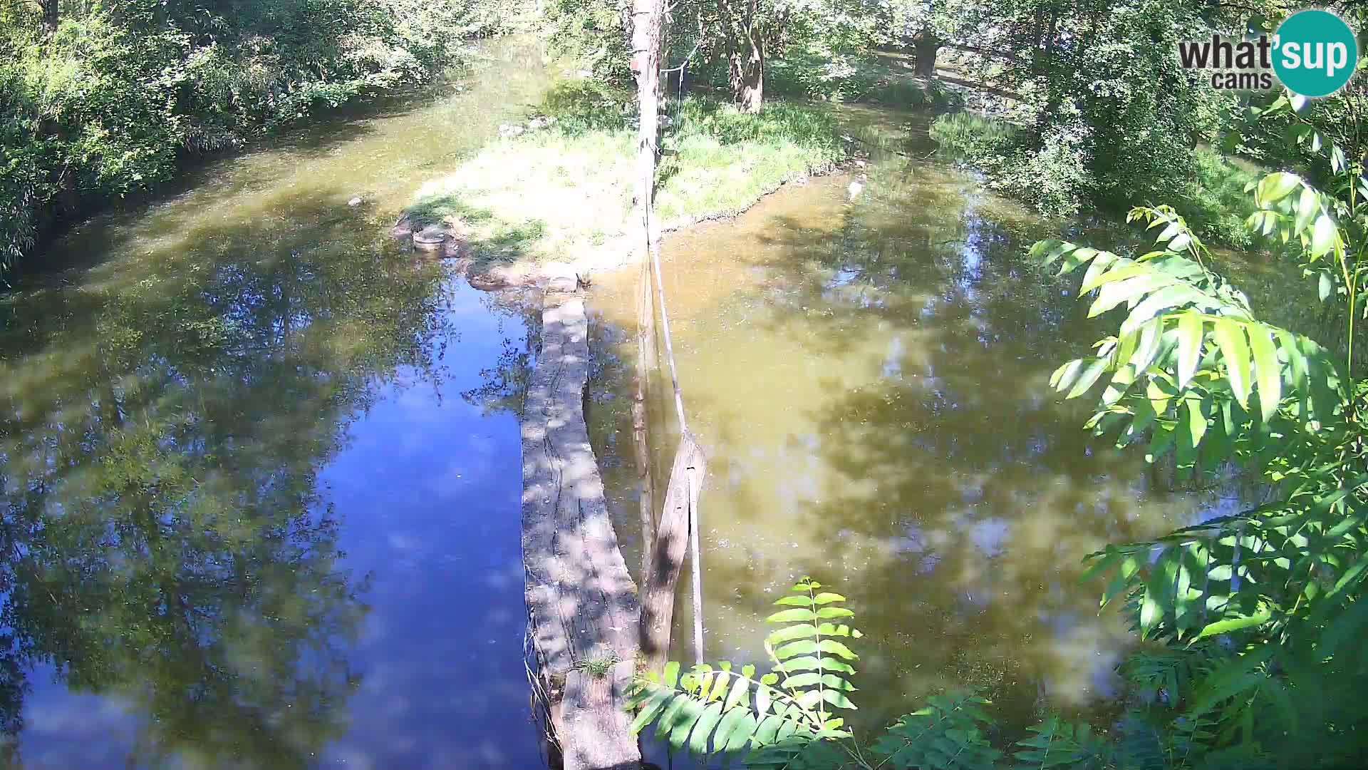 Schwarzweiße Vari Zoo Ljubljana webcam