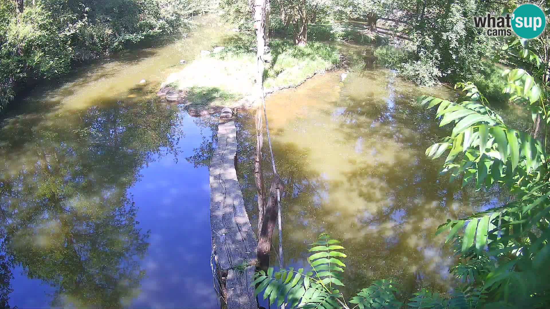 Schwarzweiße Vari Zoo Ljubljana webcam