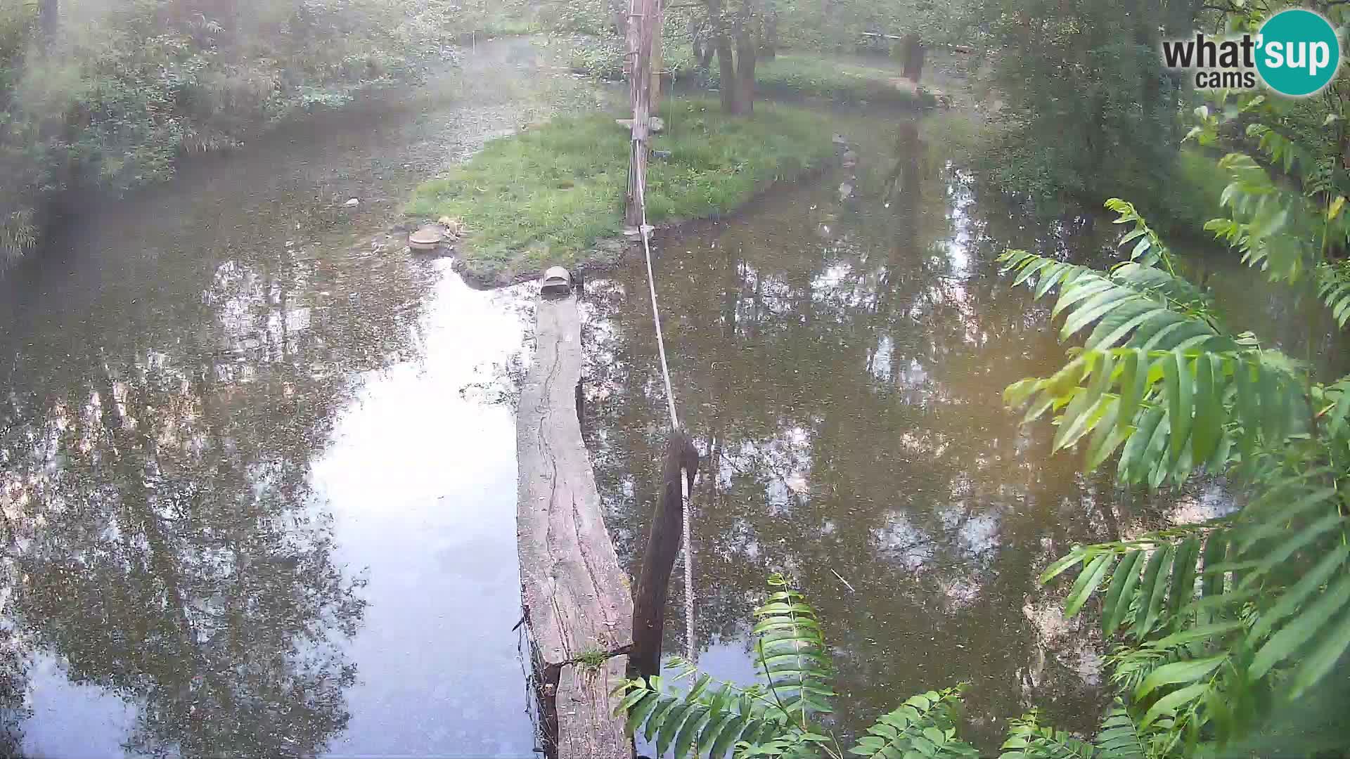 Black and white ruffed lemur Ljubljana Zoo live cam