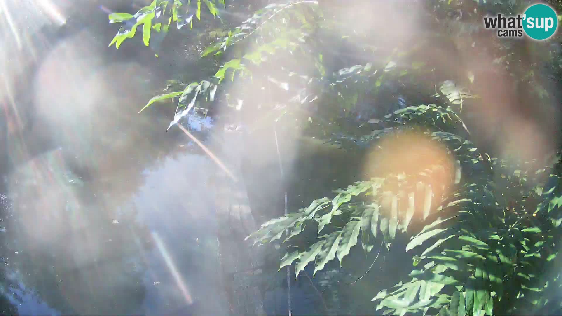 Black and white ruffed lemur Ljubljana Zoo live cam