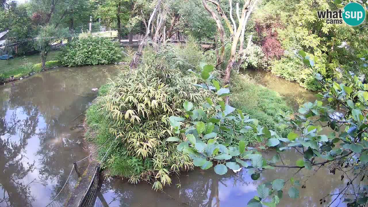 Yellow-cheeked gibbon Zoo Ljubljana livecam