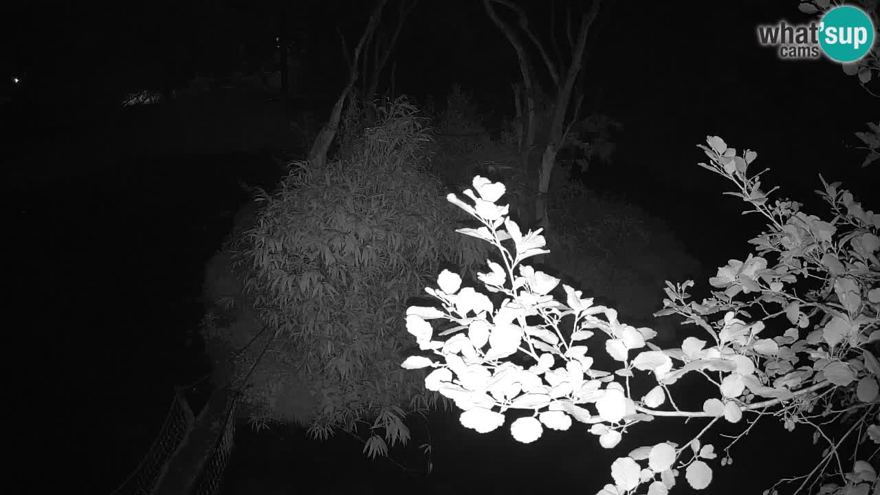 Yellow-cheeked gibbon Zoo Ljubljana livecam