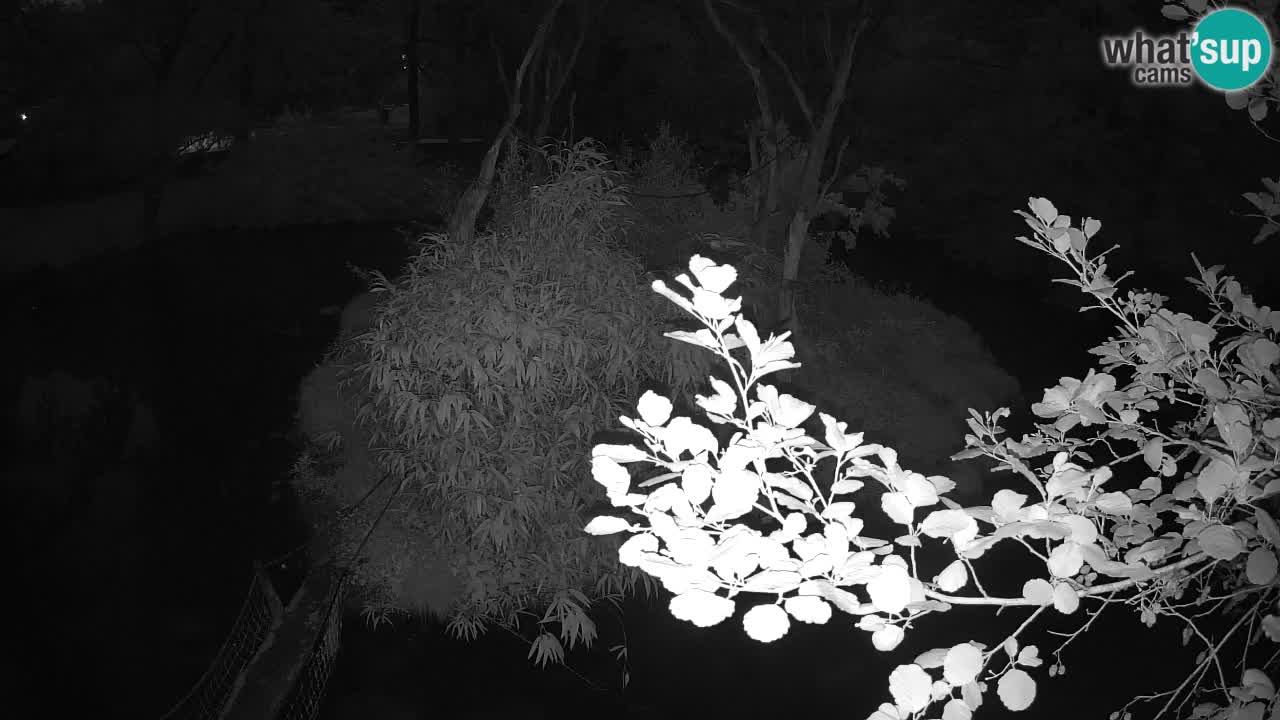 Südlicher Gelbwangen-Schopfgibbon Zoo Ljubljana webcam