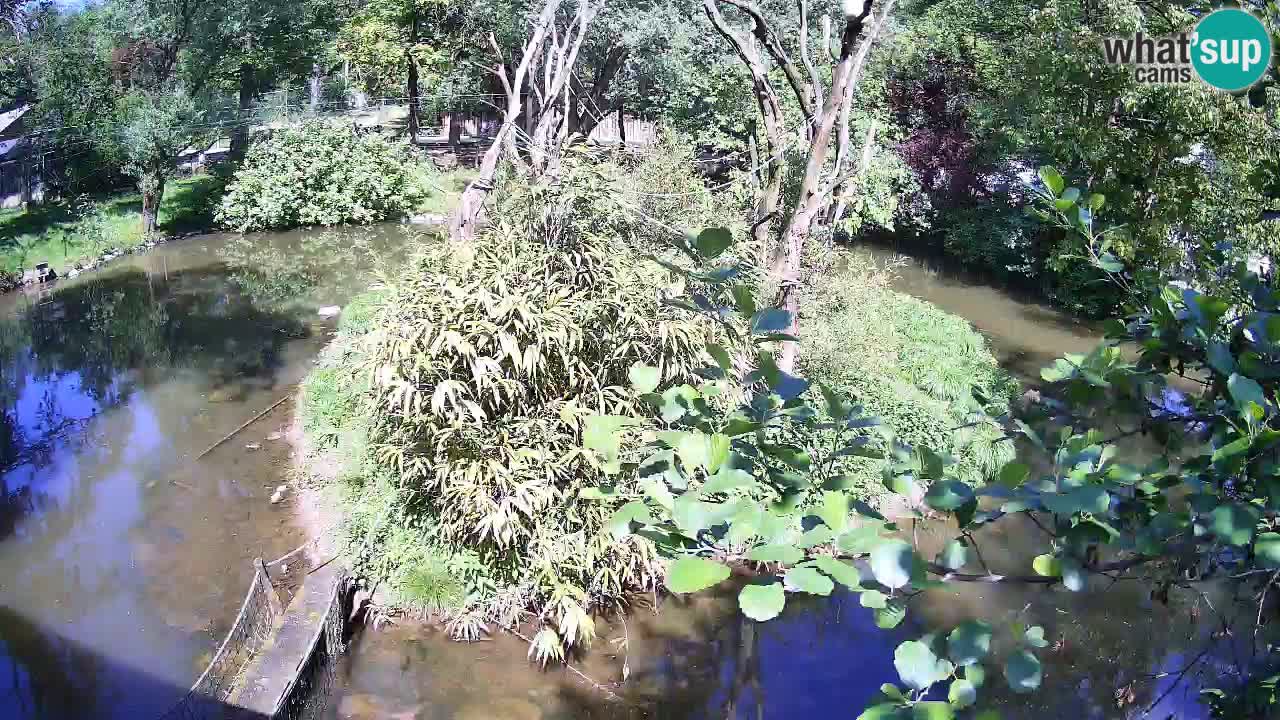Gibbon à joues jaunes Zoo Ljubljana live cam