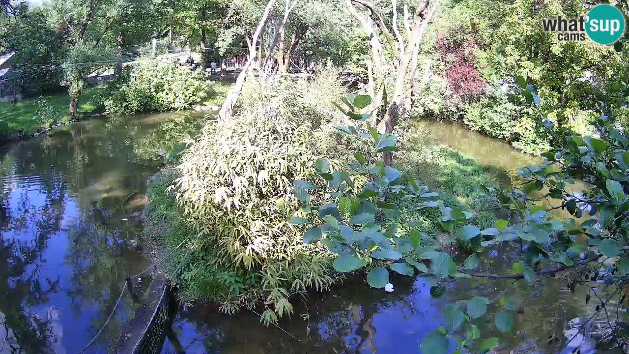 Südlicher Gelbwangen-Schopfgibbon Zoo Ljubljana webcam