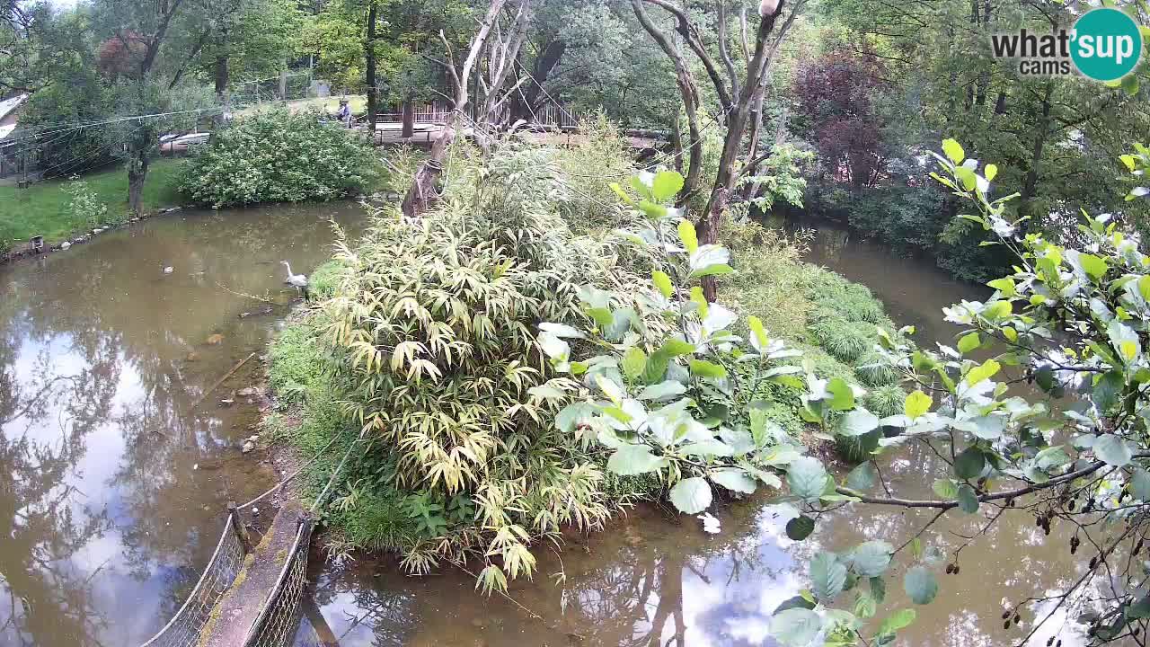 Zlatolični gibon živalski vrt Ljubljana