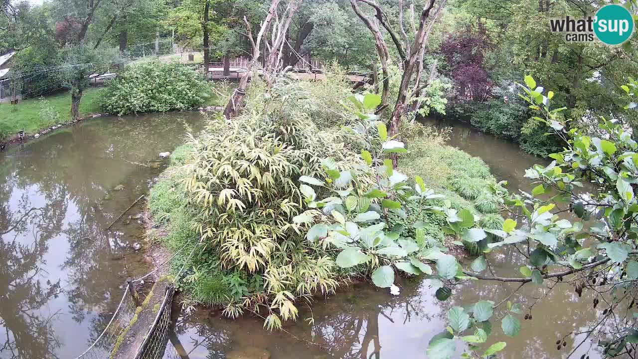 Südlicher Gelbwangen-Schopfgibbon Zoo Ljubljana webcam