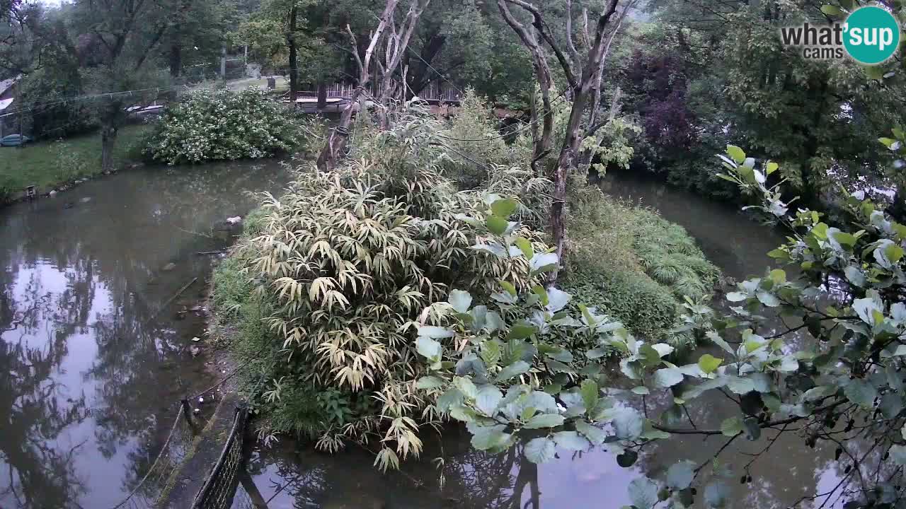 Südlicher Gelbwangen-Schopfgibbon Zoo Ljubljana webcam