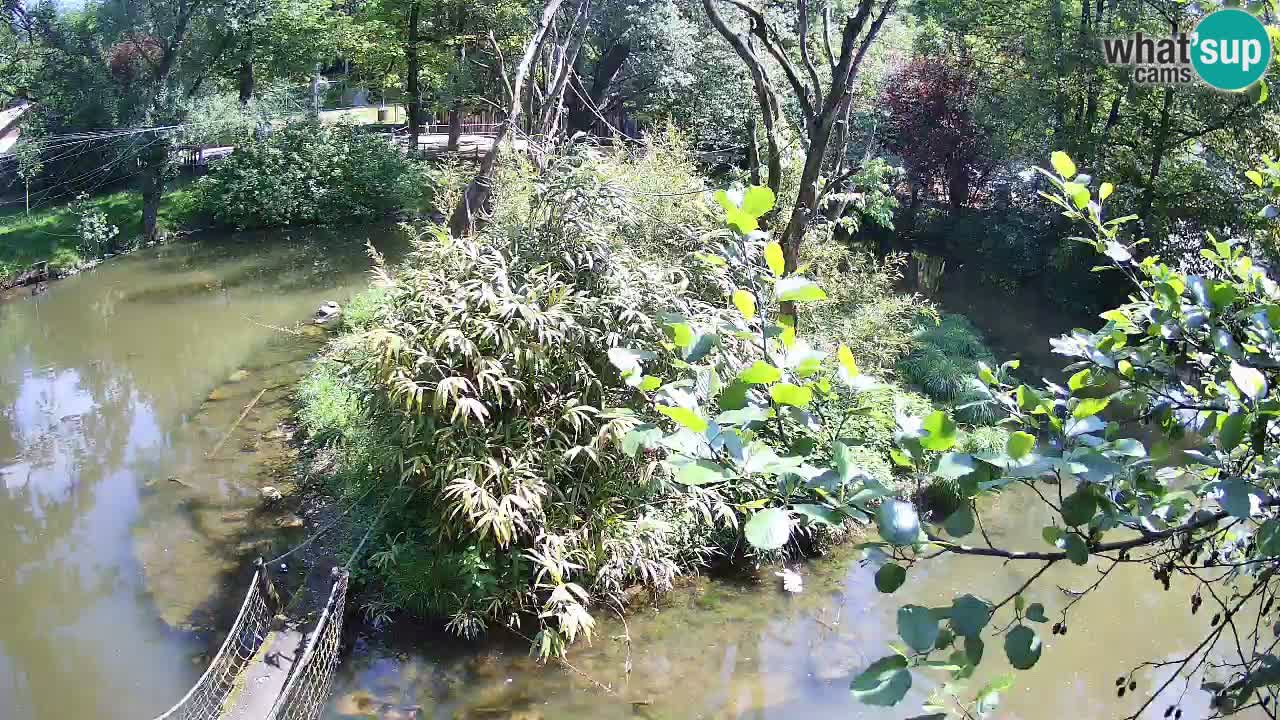 Gibón de mejillas beige Zoo Ljubljana