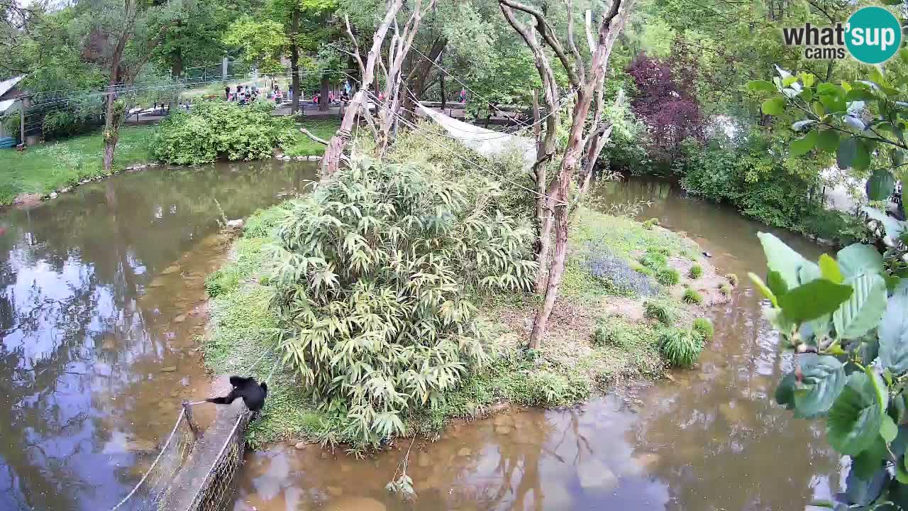 Yellow-cheeked gibbon Zoo Ljubljana livecam