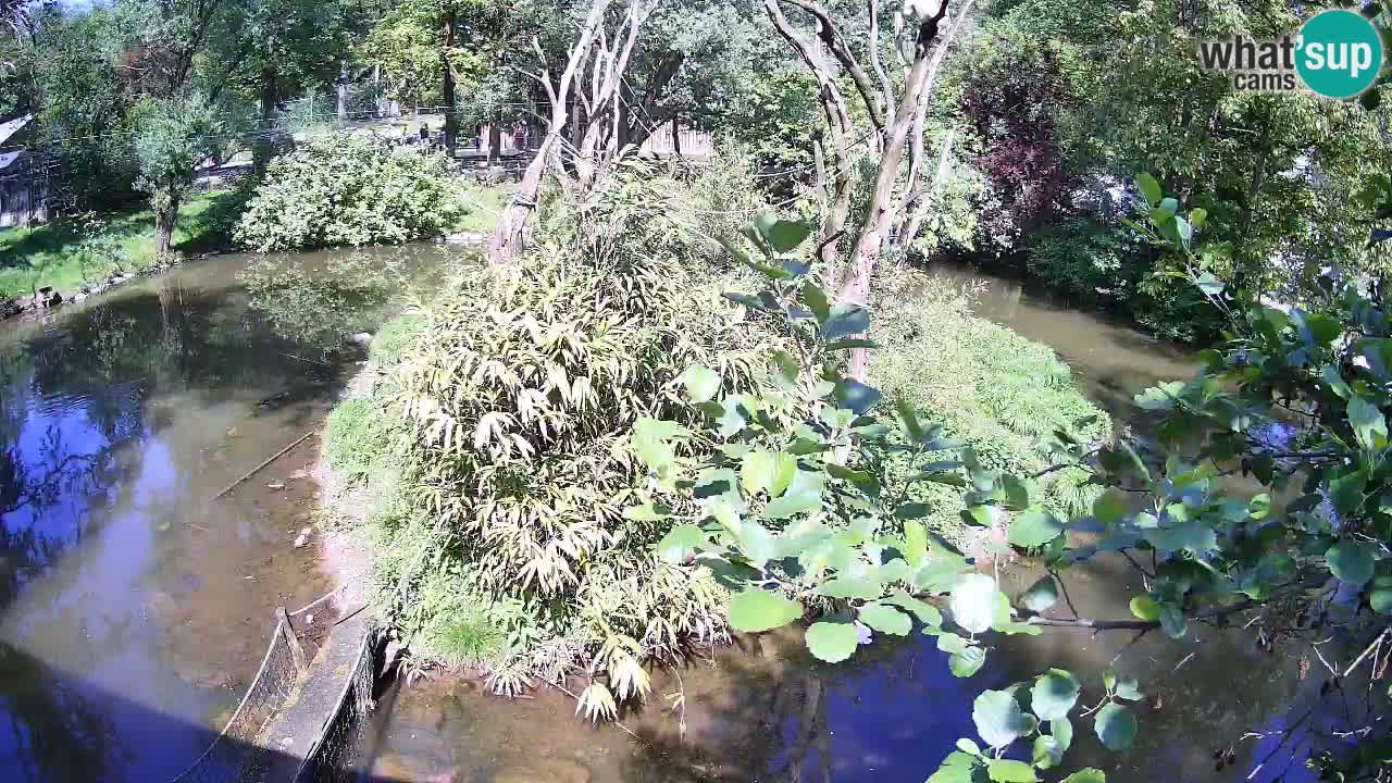 Gibbon à joues jaunes Zoo Ljubljana live cam