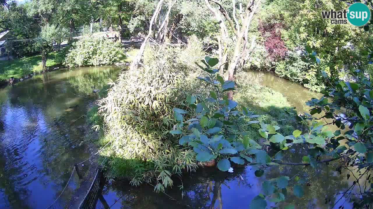 Yellow-cheeked gibbon Zoo Ljubljana livecam