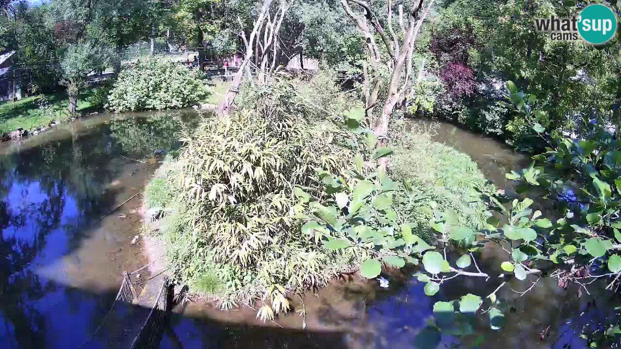 Gibon – Nomascus gabriellae – Zoo Ljubljana web kamera