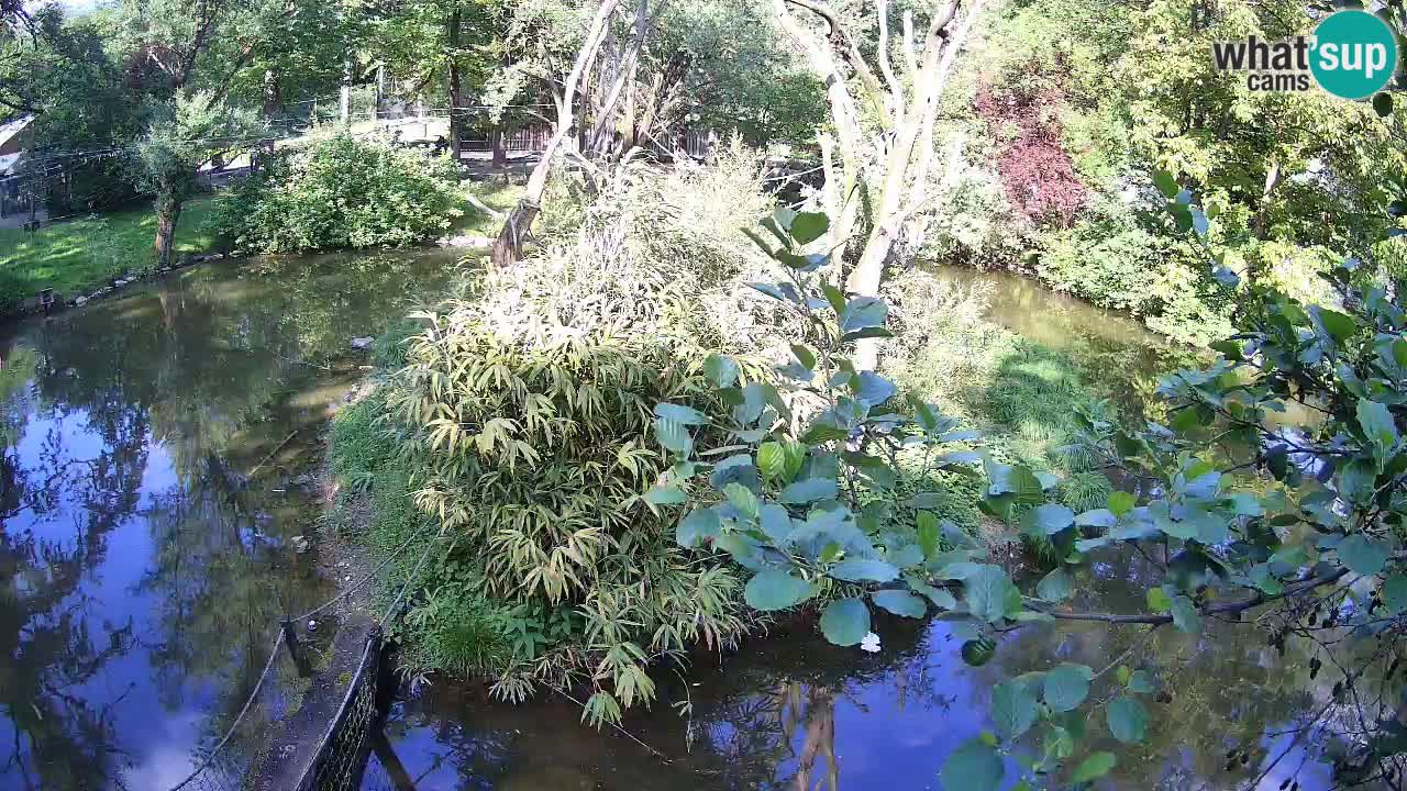 Südlicher Gelbwangen-Schopfgibbon Zoo Ljubljana webcam