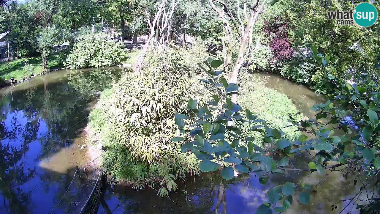 Gibon – Nomascus gabriellae – Zoo Ljubljana web kamera