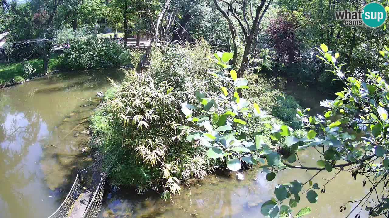 Südlicher Gelbwangen-Schopfgibbon Zoo Ljubljana webcam