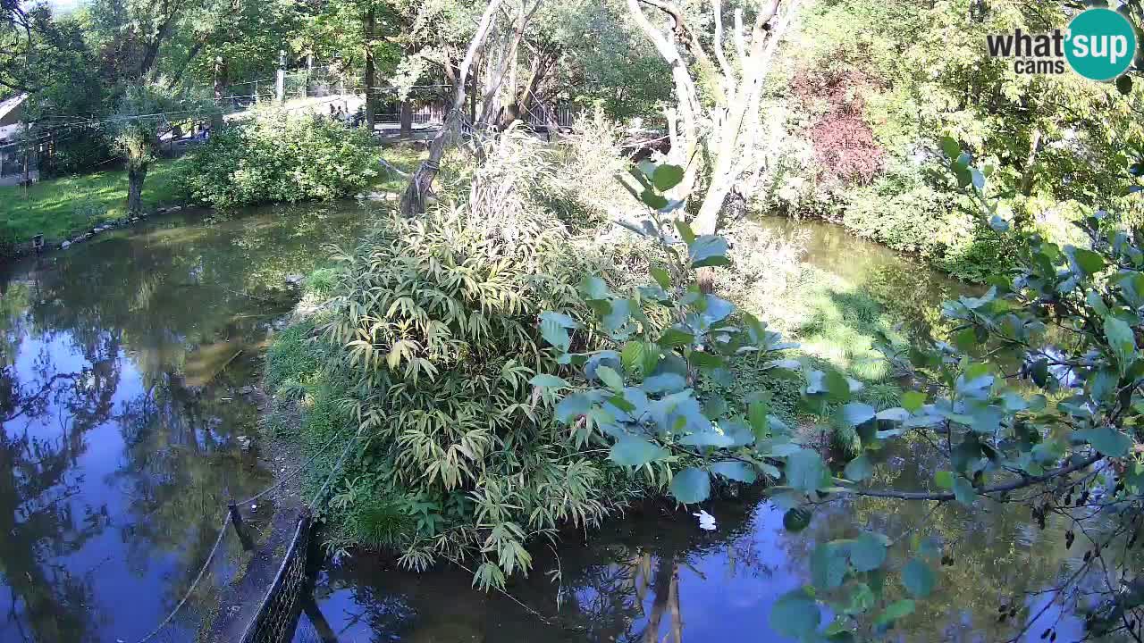 Südlicher Gelbwangen-Schopfgibbon Zoo Ljubljana webcam