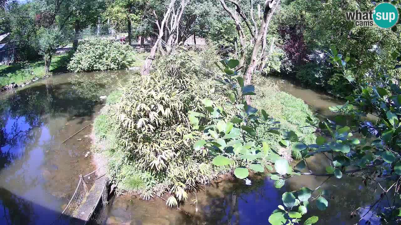 Yellow-cheeked gibbon Zoo Ljubljana livecam