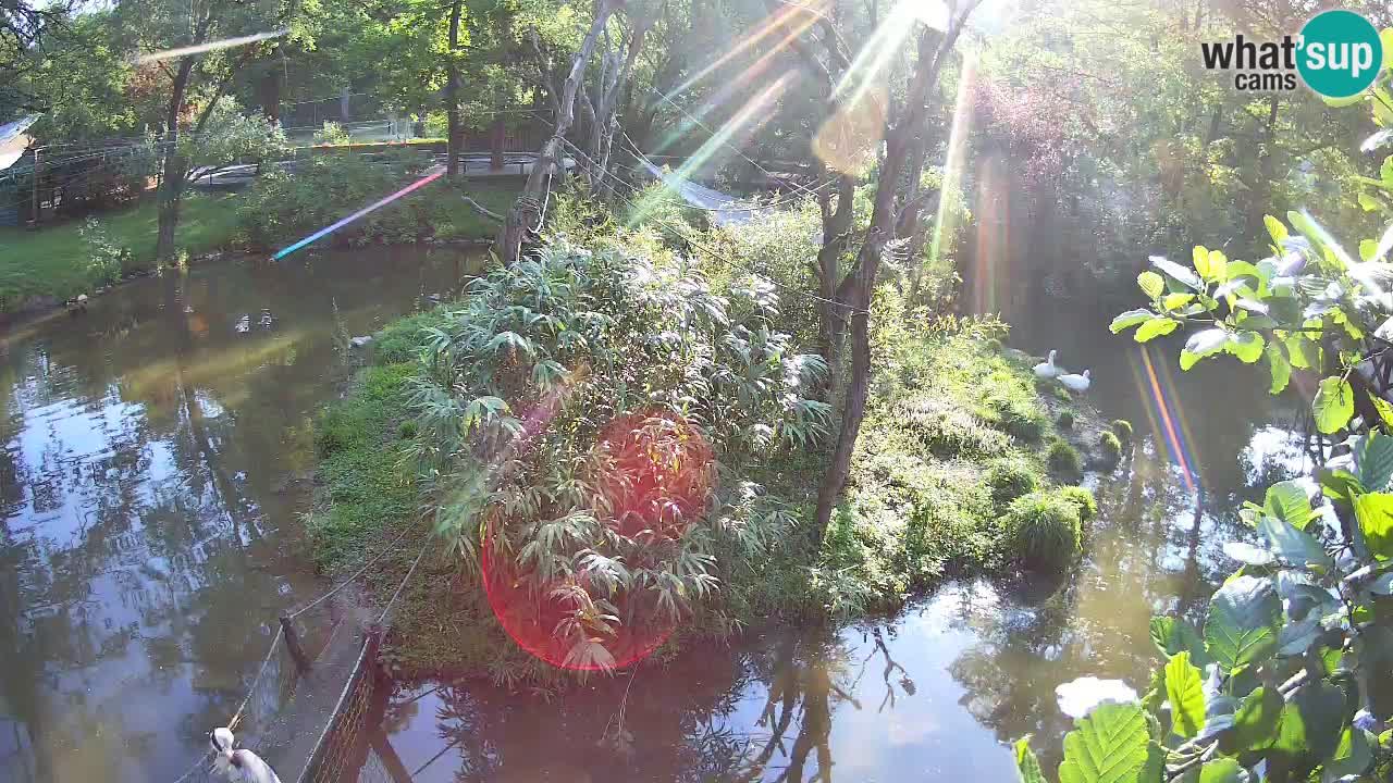 Zlatolični gibon živalski vrt Ljubljana