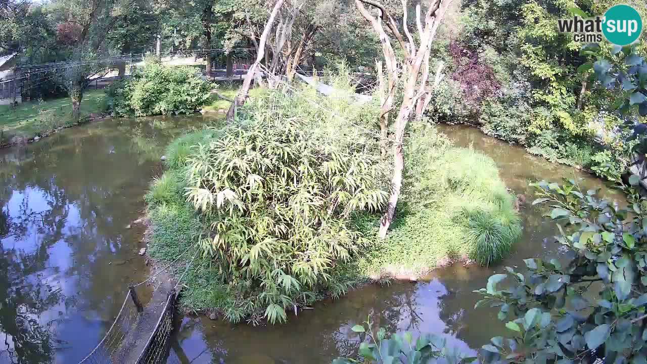 Yellow-cheeked gibbon Zoo Ljubljana livecam