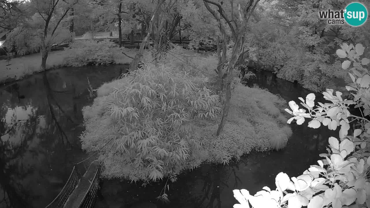 Südlicher Gelbwangen-Schopfgibbon Zoo Ljubljana webcam