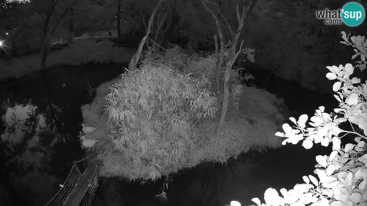 Südlicher Gelbwangen-Schopfgibbon Zoo Ljubljana webcam
