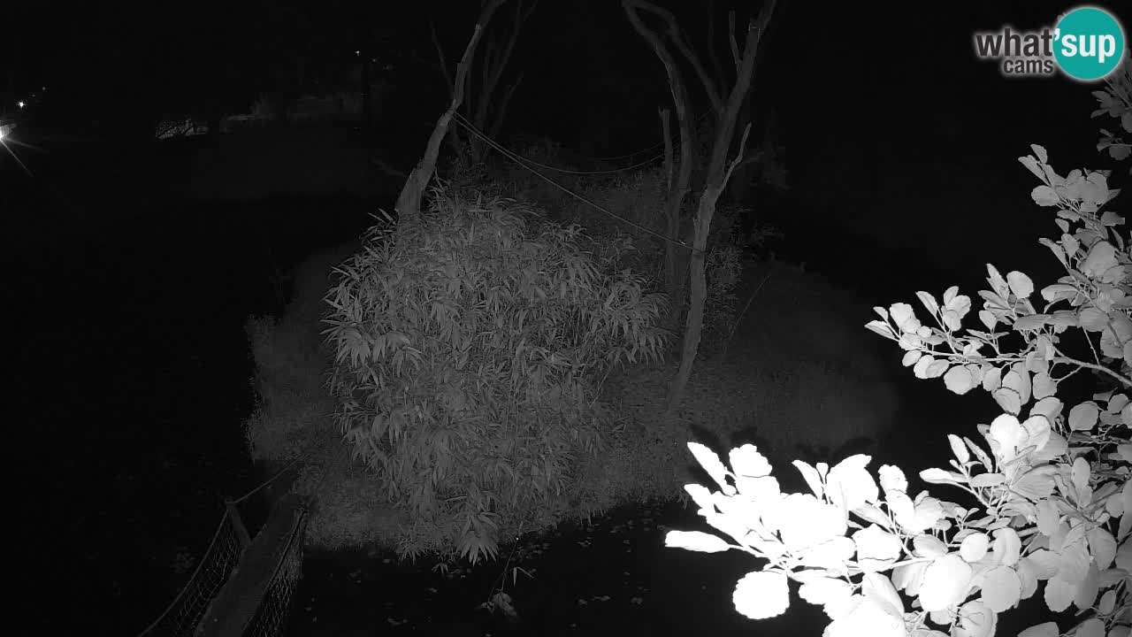 Gibon – Nomascus gabriellae – Zoo Ljubljana web kamera