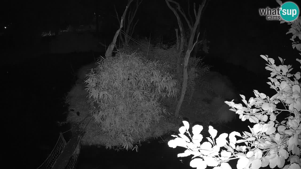 Gibon – Nomascus gabriellae – Zoo Ljubljana web kamera