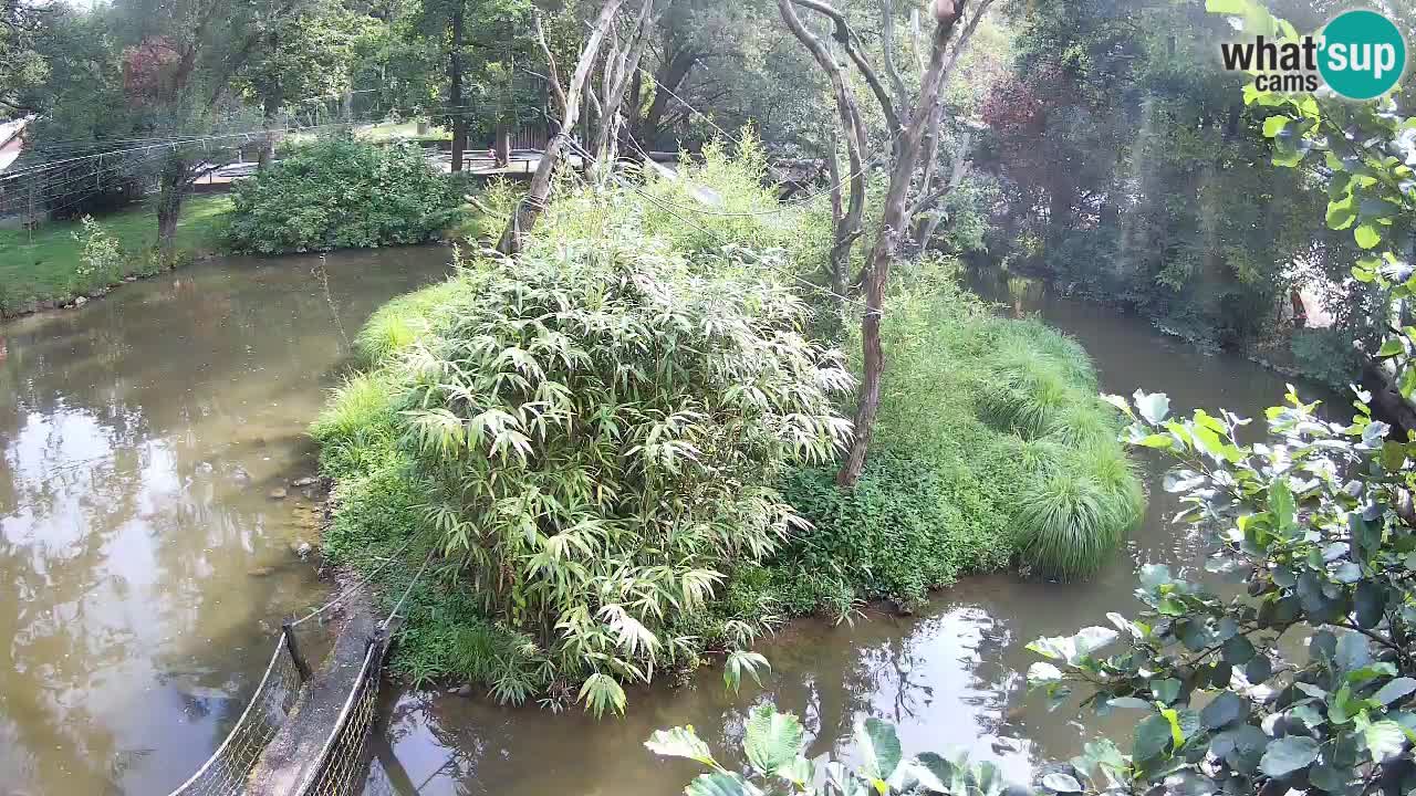 Gibon – Nomascus gabriellae – Zoo Ljubljana web kamera