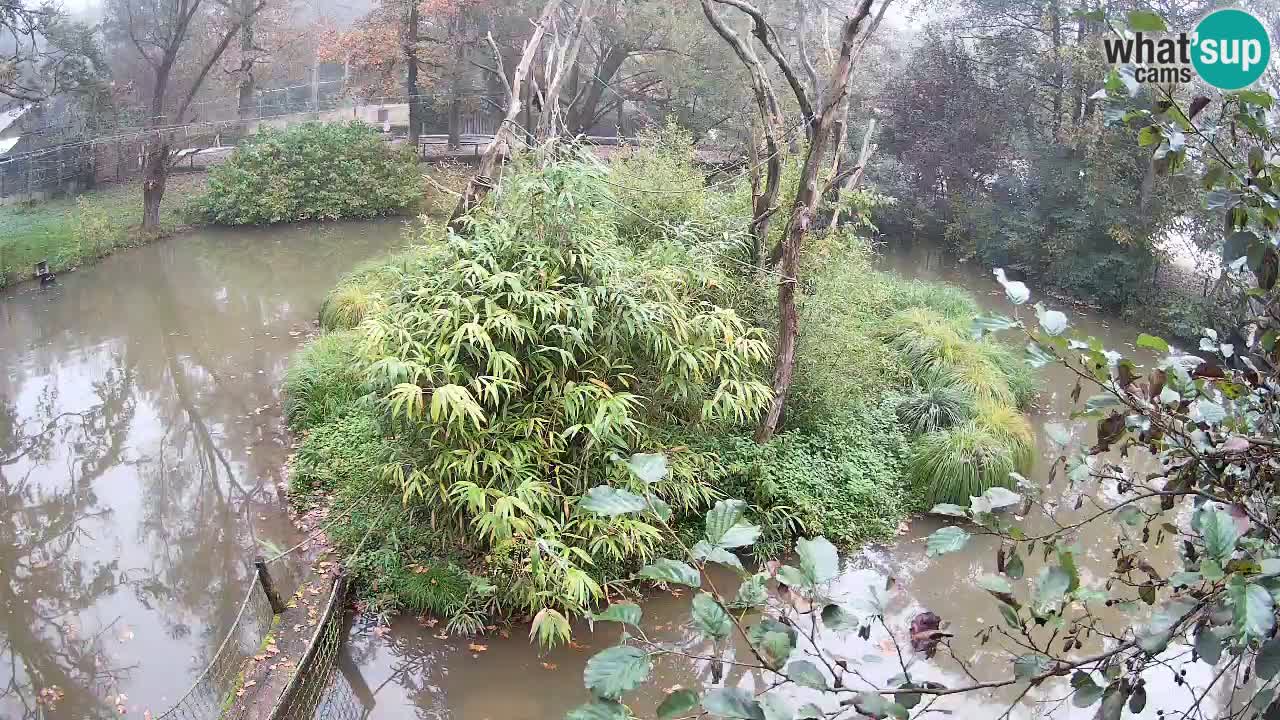 Gibbon à joues jaunes Zoo Ljubljana live cam