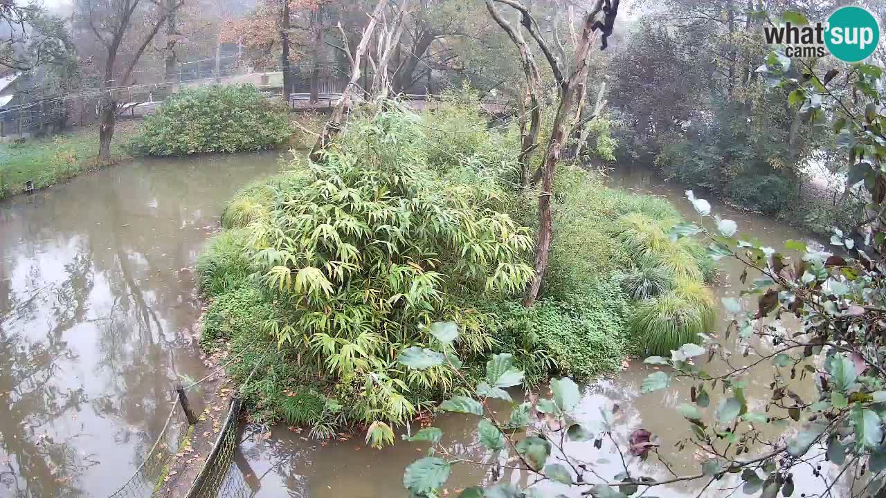 Yellow-cheeked gibbon Zoo Ljubljana livecam