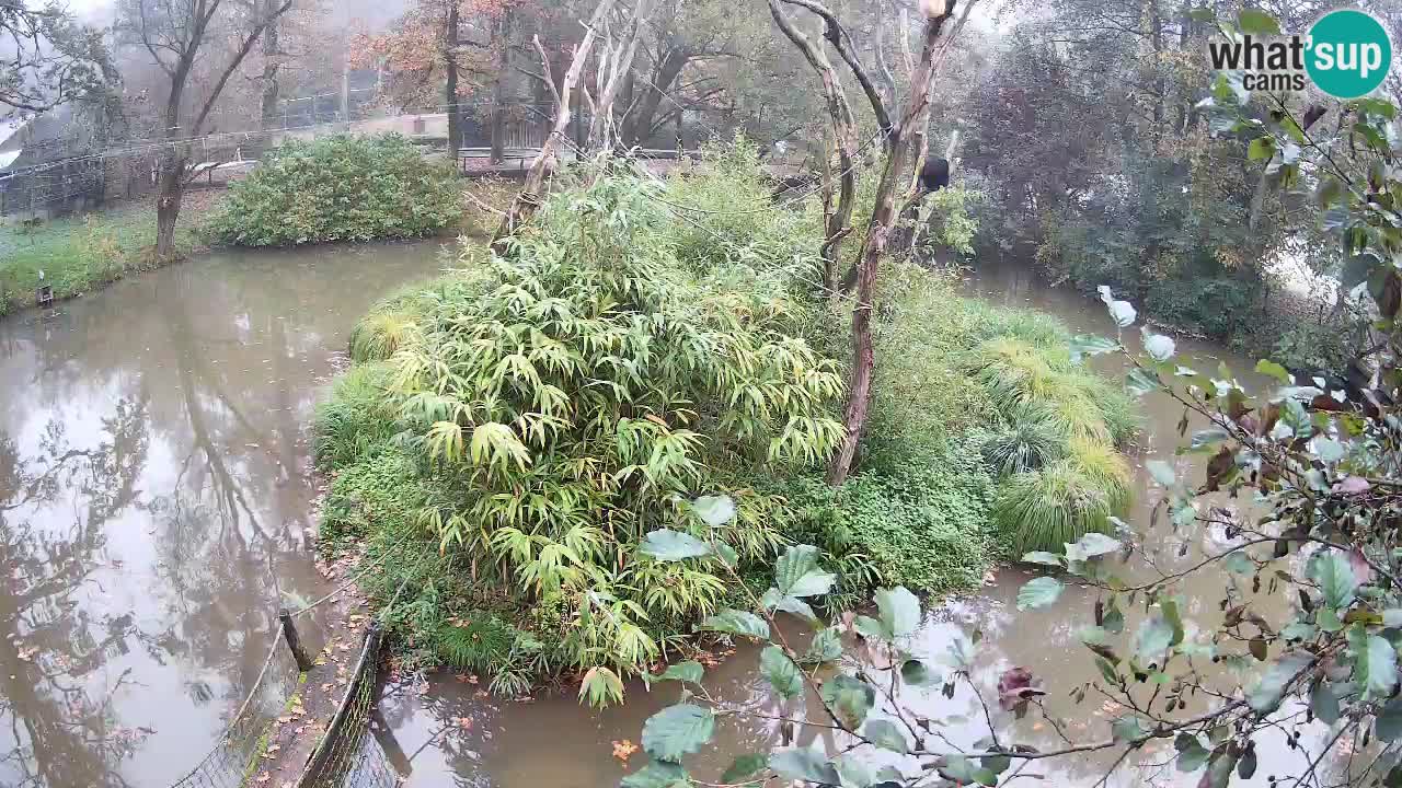 Gibbon à joues jaunes Zoo Ljubljana live cam