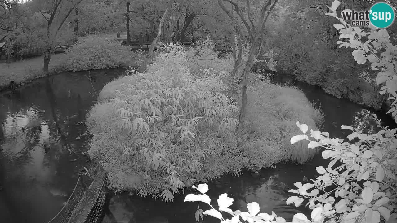 Gibbon à joues jaunes Zoo Ljubljana live cam